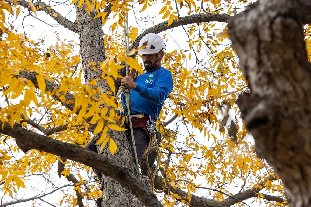 Skilled Tree Planting crew working in Morgantown